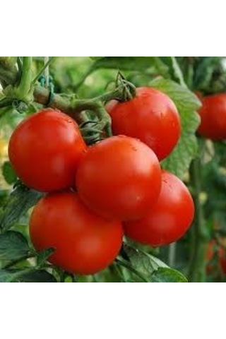 20+ Adet Moneymaker Para Yapan Domates TohumuSırık Tipi Domate
