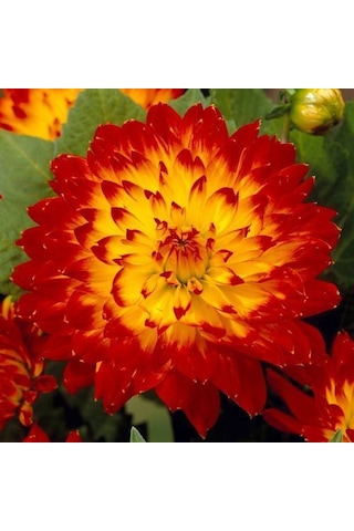 Hoş Kokulu Dahlia Procyon Yıldız Çiçeği Yumrusu 1 Adet