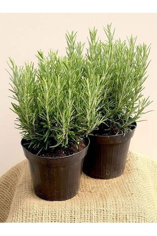 1 Adet Biberiye Fidanı Rosmarinus Officinalis