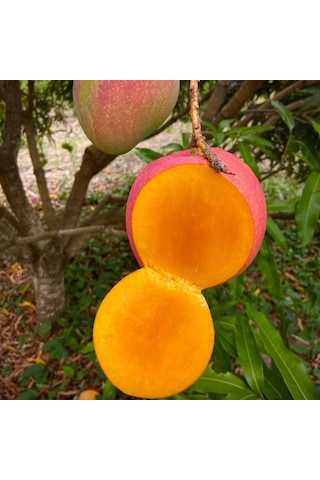 Aşılı Valencia Pride Mango Fidanı - 2 Yaş - 1 Kg Üzeri Dev Meyveli Nadir Gurme Çeşit Sınırlı Stok