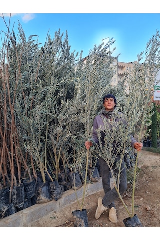 Gemlik Trilye Zeytin Fidanı 5 Yaş 1,5 Metre Boy