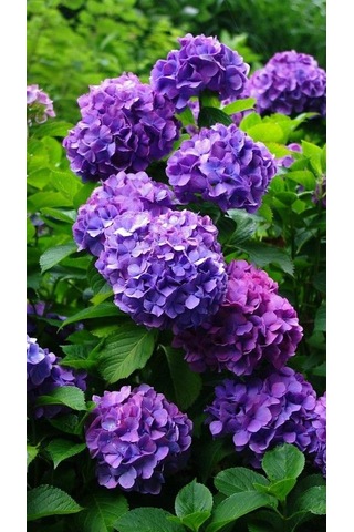 4 Adet Renk Değiştiren Gösterişli Ortanca Çiçeği Fidanı