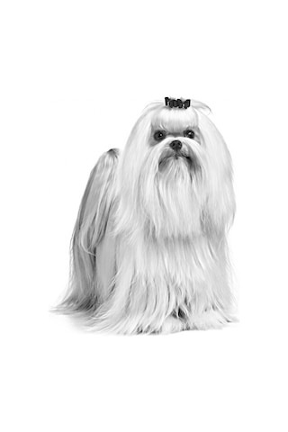 Royal Canin Maltese Terrier Yetişkin Köpek Maması 1500 G
