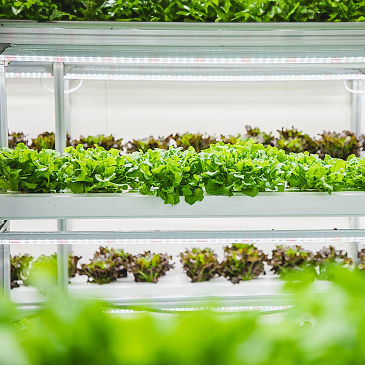 Dianziye Bitki Büyüme Led Işığı Kırmızı Islak Işık 3/9/12 Saat Akıllı Zamanlama 4 Seviye Parlaklık Usb Plug & Play 100cm