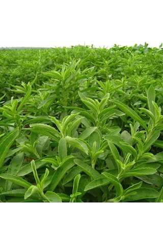 Stevia Tohumu Şeker Otu Tohumu 250 Adet Tohum