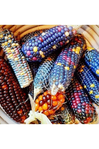 Renkli Mısır Tohumu 100 Adet