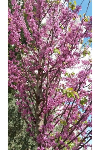 Pembe Çiçekli Erguvan Fidanı Cercis Siliquastrum - 1-2 Yaşında,
