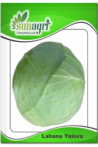 Yalova Lahana Tohumu