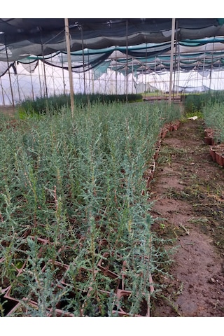 10'lu Kara Selvi Mezarlık Selvisi Fidan Paketi