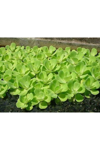 Su Marulu Su Üstü Bitkisi Suyu Filtreler Temizler Pistia 5-7 Cm 1 Adet