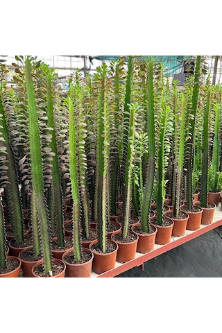 10.5lik Saksıda, 50 Cm Ve Üzeri Boyda Sınırlı Sayıda Euphorbia Trigona Red - Afrika Süt Ağacı Kaktüsü