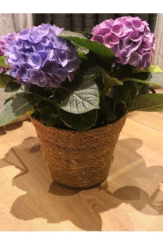 İç Korumalı Geniş Ağızlı Hasır Saksılık & Düzenleyici Geniş Boy