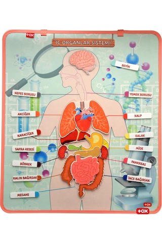 Tox iç Organlar Sistemi Keçe Duvar Panosu . Eğitici Oyuncak