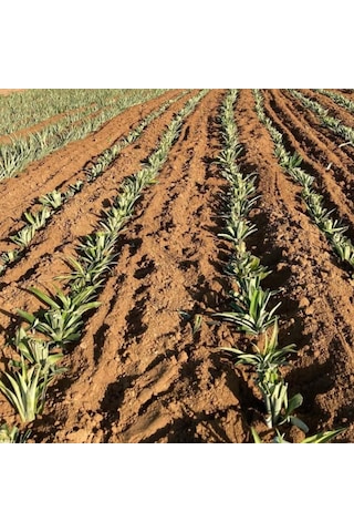 2 Li Ananas Fidanı Seti - Evde Saksıda Meyve Veren Tropikal Ananas Fidesi 30-50 Cm