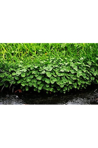Canlipetshop Dichondra Repens 1 Saksı 30-40 Kök