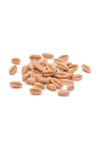 3 Kg Premium Güvercin Yemi Sorgum Aspir Kara Buğday