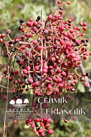 Menengiç Çitlembik Ağacı Fidanı 2 Yaş