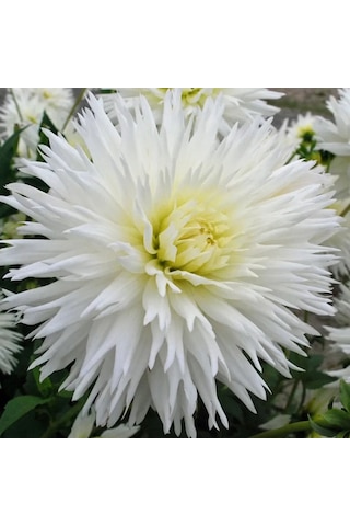 Holland Bulb Market Dahlia Ice Crystal 1 Adet Soğan Çiçekler 381571922