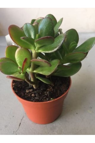 Crassula Şans Para Çiçeği Zenginlik Çiçeği 25-30cm