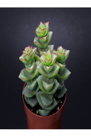 Serada Decor Plant Crassula Perforata 5.5mini Sukulent Saksısında Dolgun Formlu Teraryum Ve Sukulent