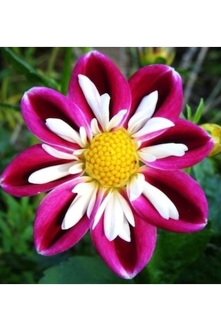 10 Adet Mavi Beyaz Renk Yıldız Çiçeği Dahlia Tohumu Ve 10 Adet Karışık Renk Gül Tohumu