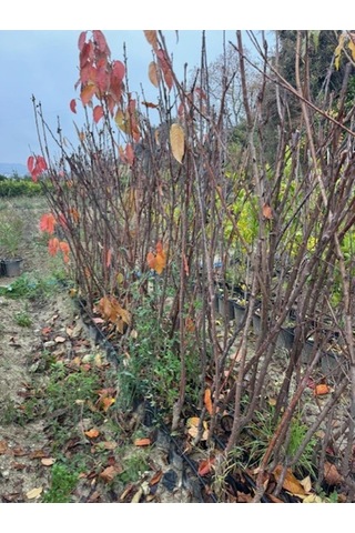 Tüplü 4 Yaş Regina Kiraz Fidanı Boy 150-180 Cm