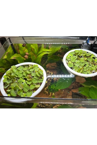 Pureysma Akvaryum Yüzen Bitki Ve Yem Halkası 3 Adet Balıklar İçin Yüzey