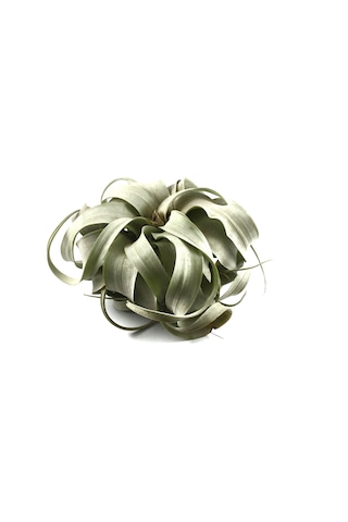 Tillandsia Xerographica (Hava Bitkisi)