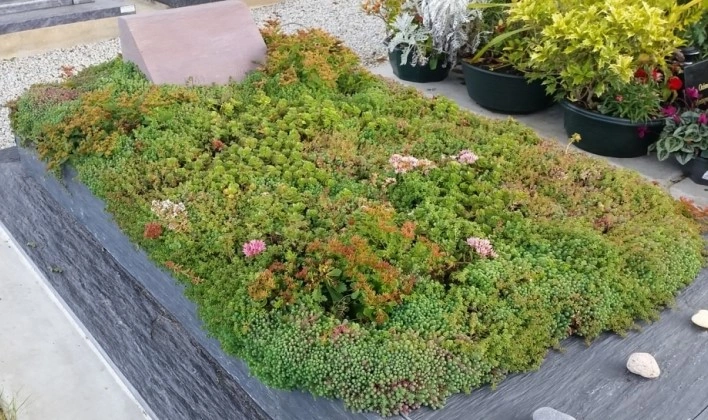 Mezar - Kabir Sedum Bitki Seti - 90 Adet 2 Çeşit Kurakçıl Bitki