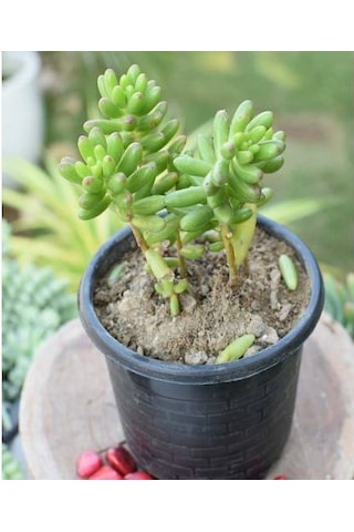 Sedum Rubrotınctum 180 Adet - Teraryum İçin Sukulent Yer Örtücü B