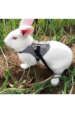 Lemestar Köpek, Tavşan Ve Kedi İçin Pamuklu Kostüm Tasma - S/m/l Boyutları - Boyun Ve Göğüs Ölçümleriyle