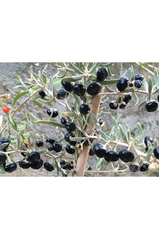 2 Adet Siyah Renkli Goji Berry Fidanı