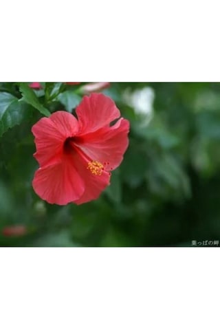 Kırmızı Japon Gülü Çiçeği Fidanı 40-60cm Saksılı Çiçekli Bodur Bitkiler Japanese Rose