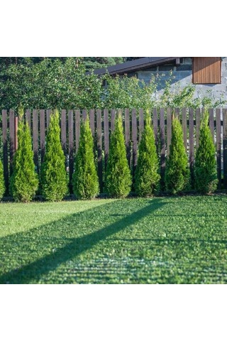 Yeşil Mazı Çit Bitkisi 20 Adet 80-100 Cm 4-5 Yaş Thuja Orientali