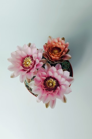Gymnocalycium Baldianum - Çiçek Açan Nadir Kaktüs - Kolay Bakım -