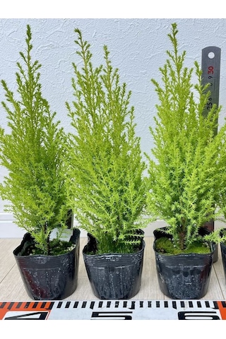Fomlu Kokulu Limon Servi Fidanı Tüplü 10 Adet 15-25cm Dış Mekan Ağacı