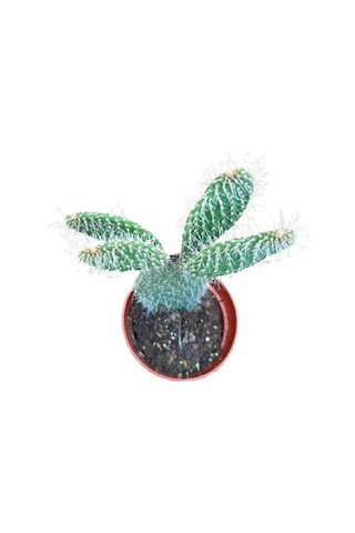 Opuntia Dikenli Hint Inciri Kaktüsü