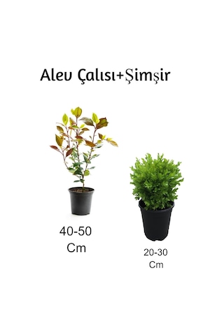Alev Çalısı+ Şimşir 2'li Set Dış Mekan Bitkisi