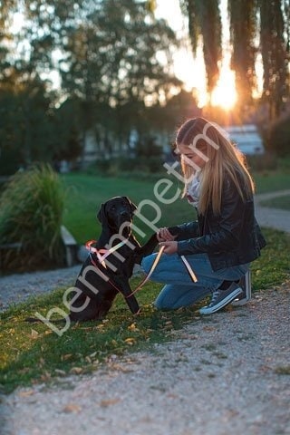 Reflektörlü Köpek Boyun Tasması 20 - 35 Cm Turuncu