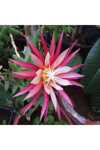 Epiphyllum Selenicereus Anthonyanus Atlas Çiçeği Fidanı 9 Luk Saksıda