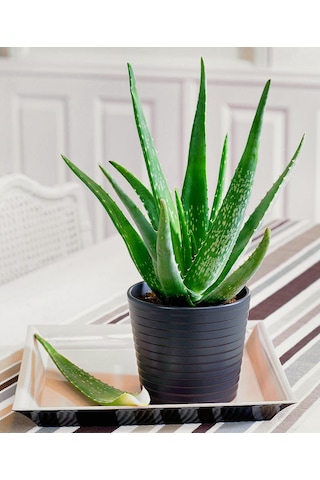 Aloe vera – Sarı sabır