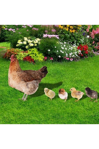 Qingmipy Bahçe Dekorasyonu Piliç Şekilli Akrilik Toprak Takımı - Dış Mekan Bahçe Zemin Süs Yklu076