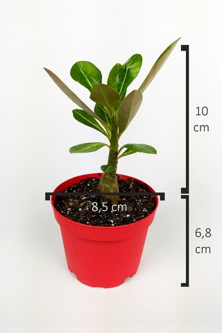 Çöl Gülü Adenium Obesum 8.5 Cm Kırmızı Saksıda Caudex Bonsai