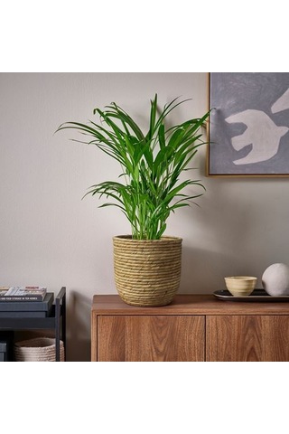 Ikea Sandödla Rattan Saksı, Su Sümbülü 86028378