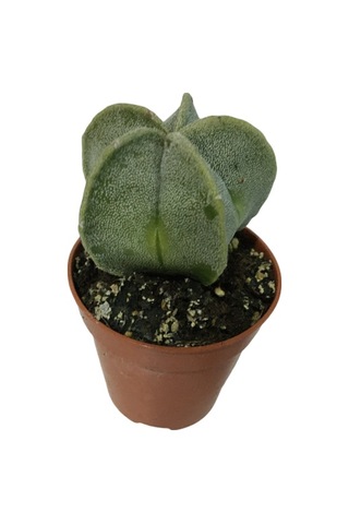 Nadir Kaktüs - Astrophytum Myriostigma - Astro Kaktüs