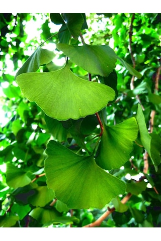 Mabet Ağacı Ginkgo Biloba Fidanı 20-30 Cm Boy