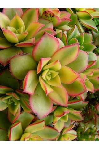 Aeonium Kiwi - 50 Adet Sukulent - Teraryum Bitkisi