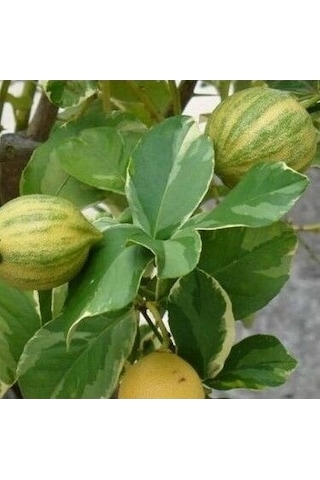 3 Yaş Alaca Limon Fidanı