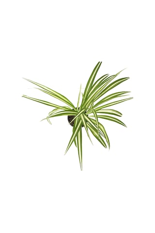 Chlorophytum Comosum (Kurdele Çiçeği) Ø12 CM Y20-25 CM