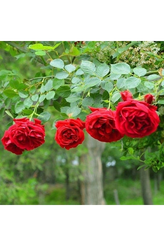 Yediveren Kırmızı Gül Fidanı 1 Adet 30-50 Cm Yediveren Red Rose 4271